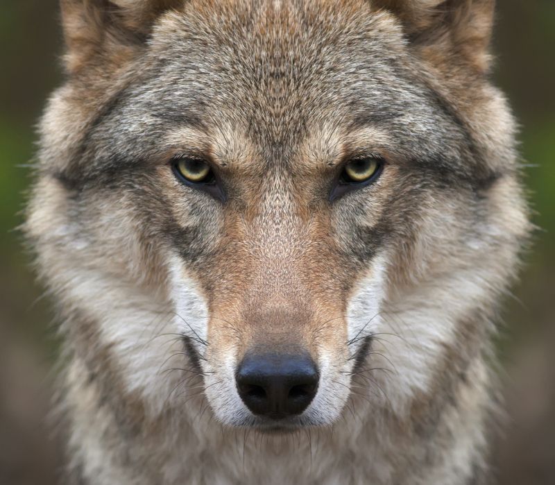 Wolf-Attacke in einem Waldstück: Sechsjähriger Junge schwer verletzt