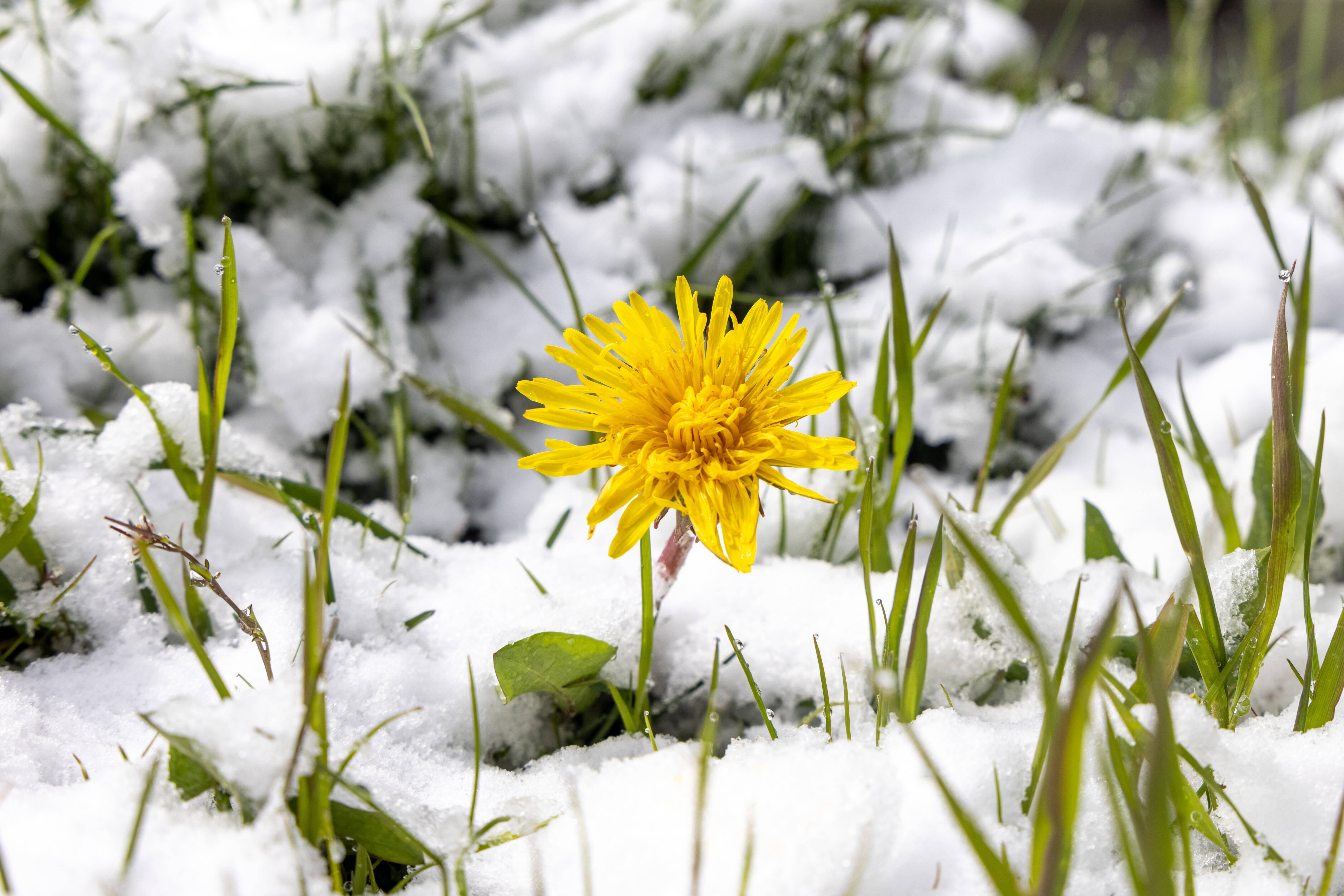 Wetterchaos an Ostern! – Temperaturen bis 20 Grad oder Schneesturm möglich!